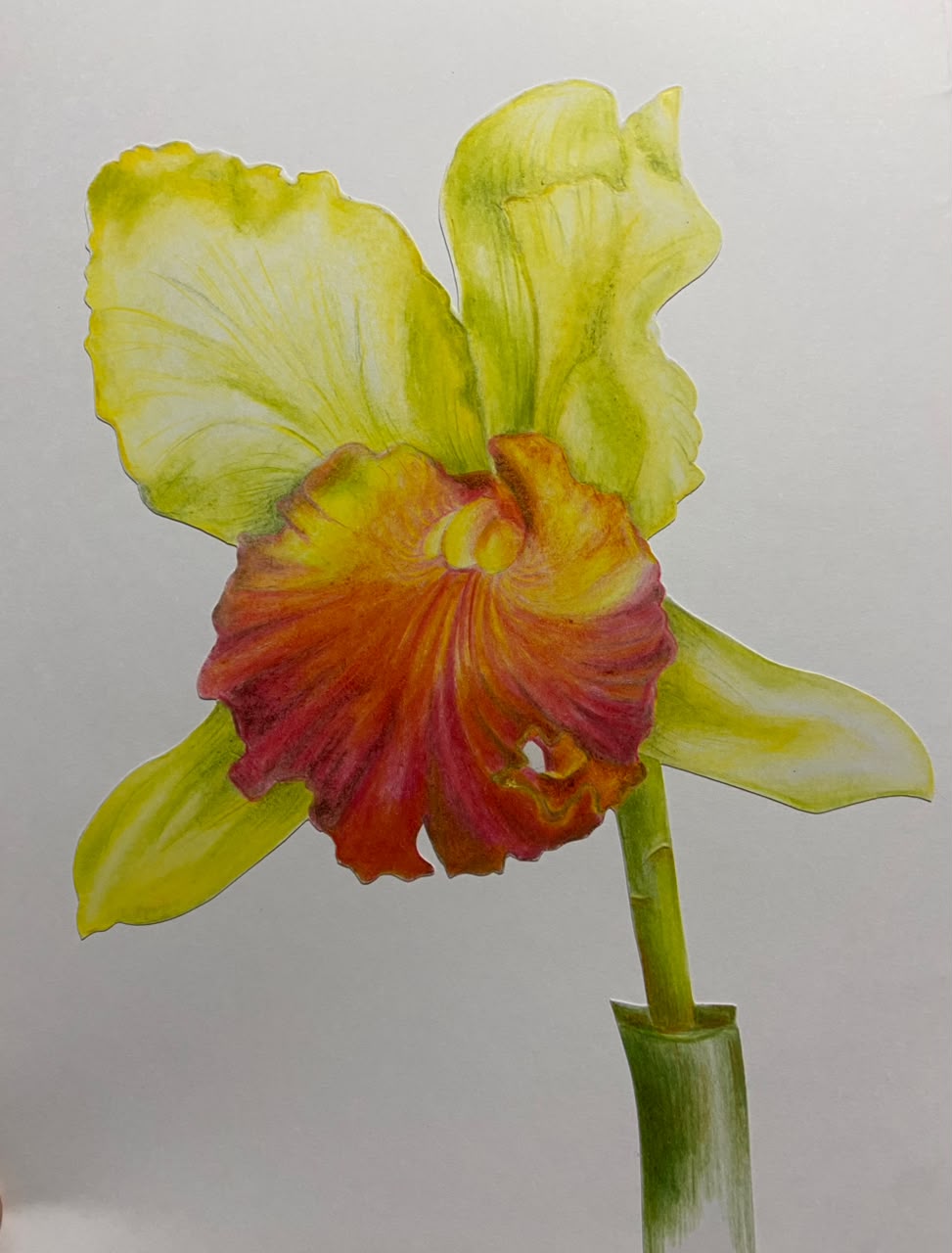 Lámina con orquídea amarilla