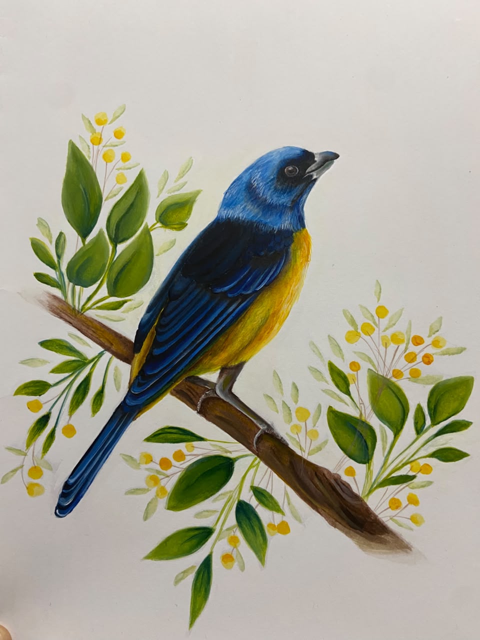 Lámina con pájaro azul